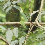 Image of Lesser Green Leafbird