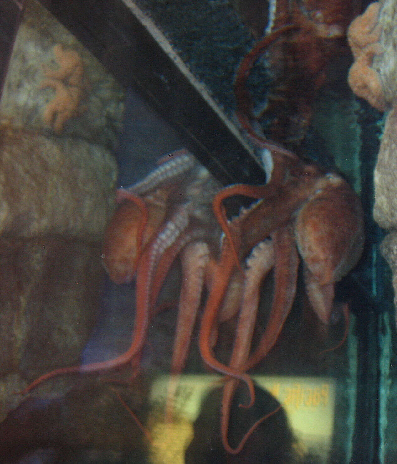 Image of Giant octopus