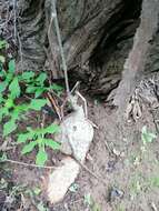 Ibervillea hypoleuca (Standl.) C. Jeffrey resmi