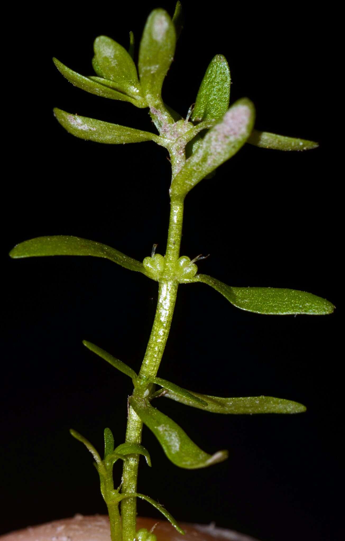 Image of terrestrial water-starwort