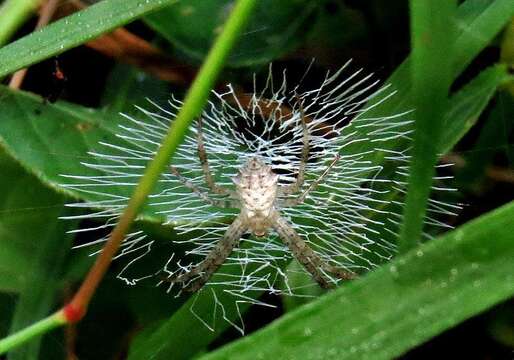 Image of Argiope flavipalpis (Lucas 1858)