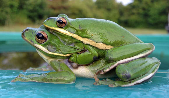 Image of American Green Treefrog