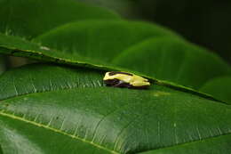 Image of Triangle Treefrog