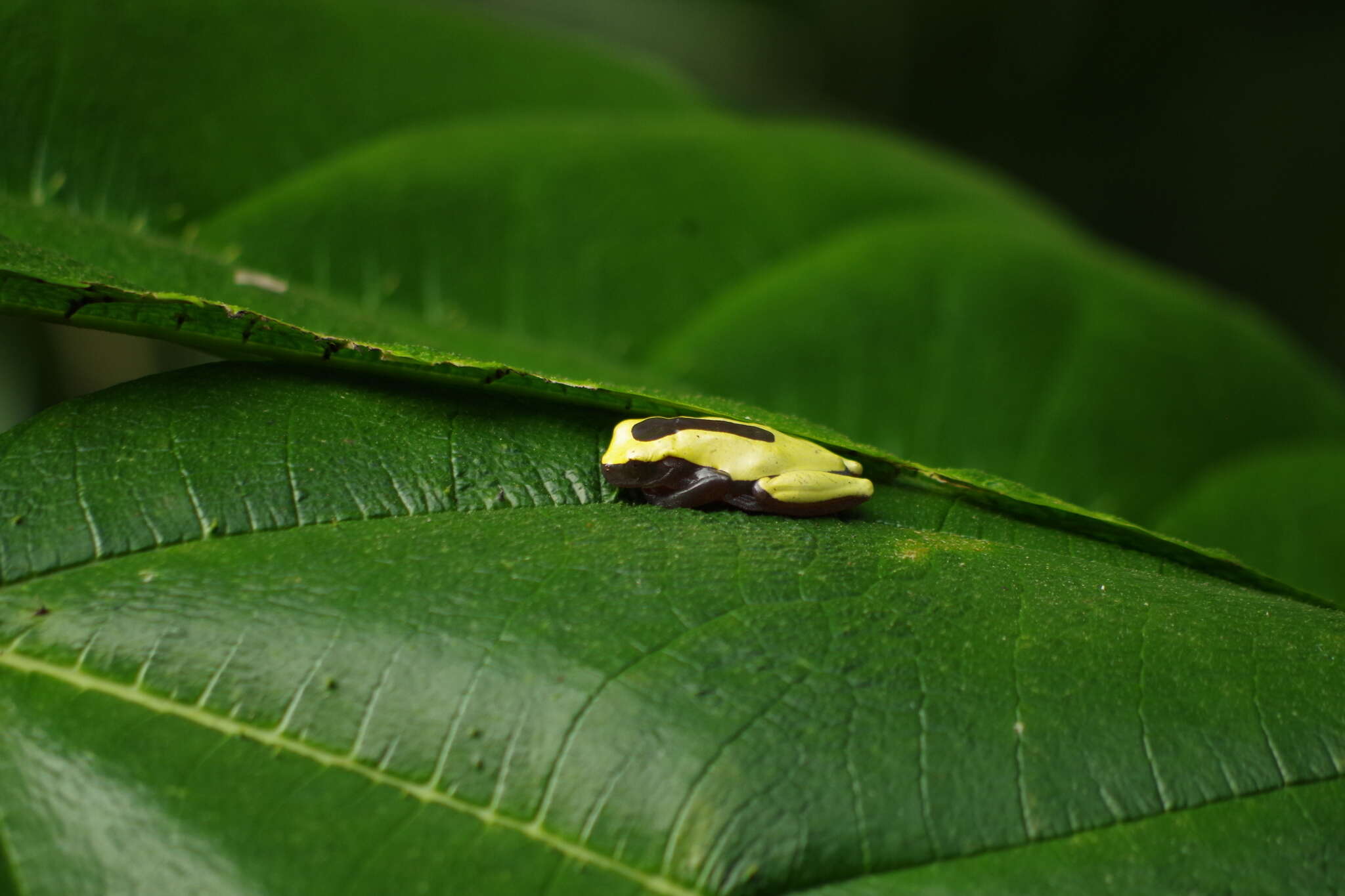 Imagem de Dendropsophus triangulum (Günther 1869)