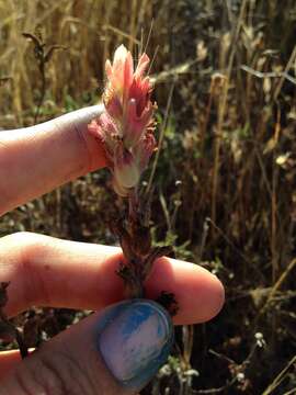 Image of coast Indian paintbrush