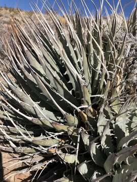 Image of Utah agave