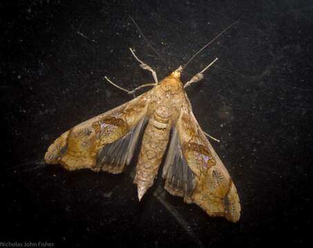 Image of Moth