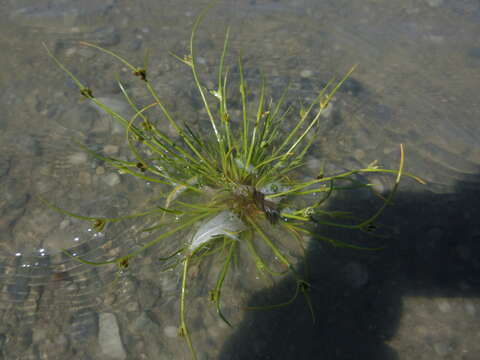 Image of Cyperus pannonicus Jacq.