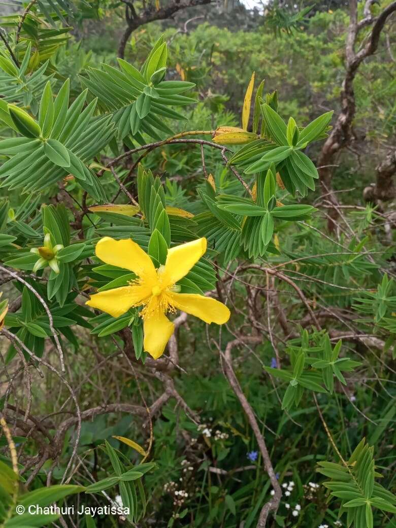 Image of Hypericum mysorense Heyne