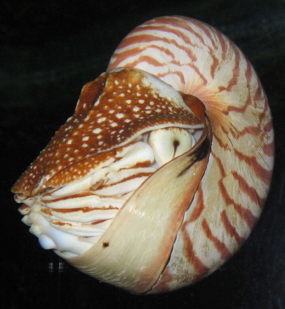 Nautilus pompilius Linnaeus 1758 resmi