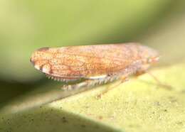 Image of Privet Leafhopper