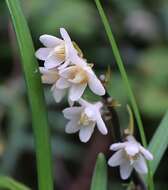 Image of Ophiopogon planiscapus Nakai