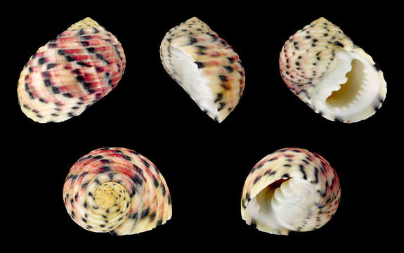 Image of four-tooth nerite