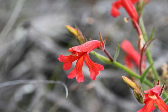 Image of Hairy Lechenaultia