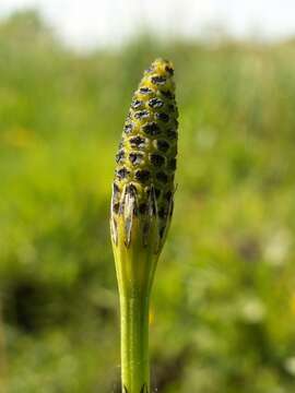 Image of Marsh Horsetail