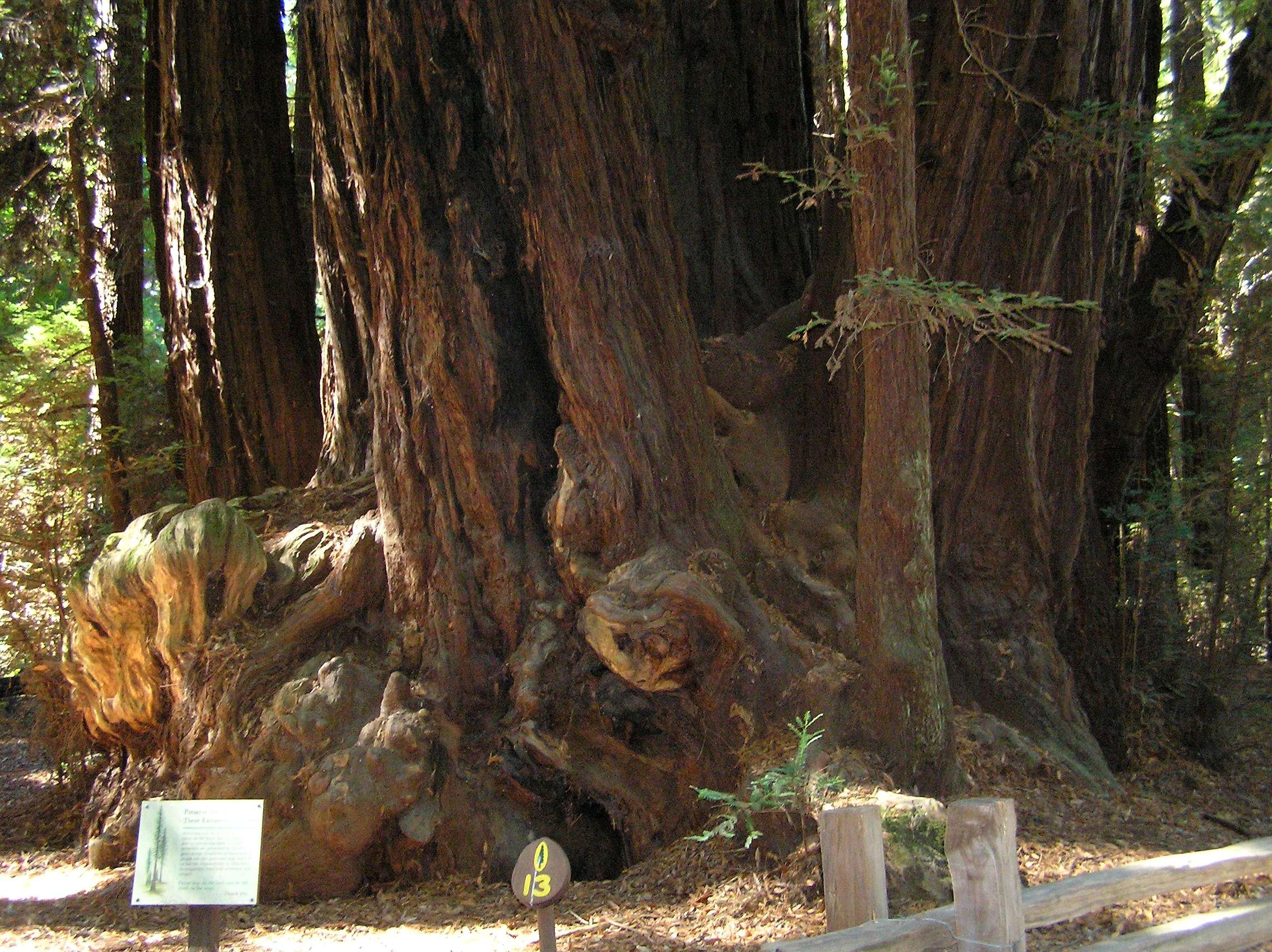 Image of redwood