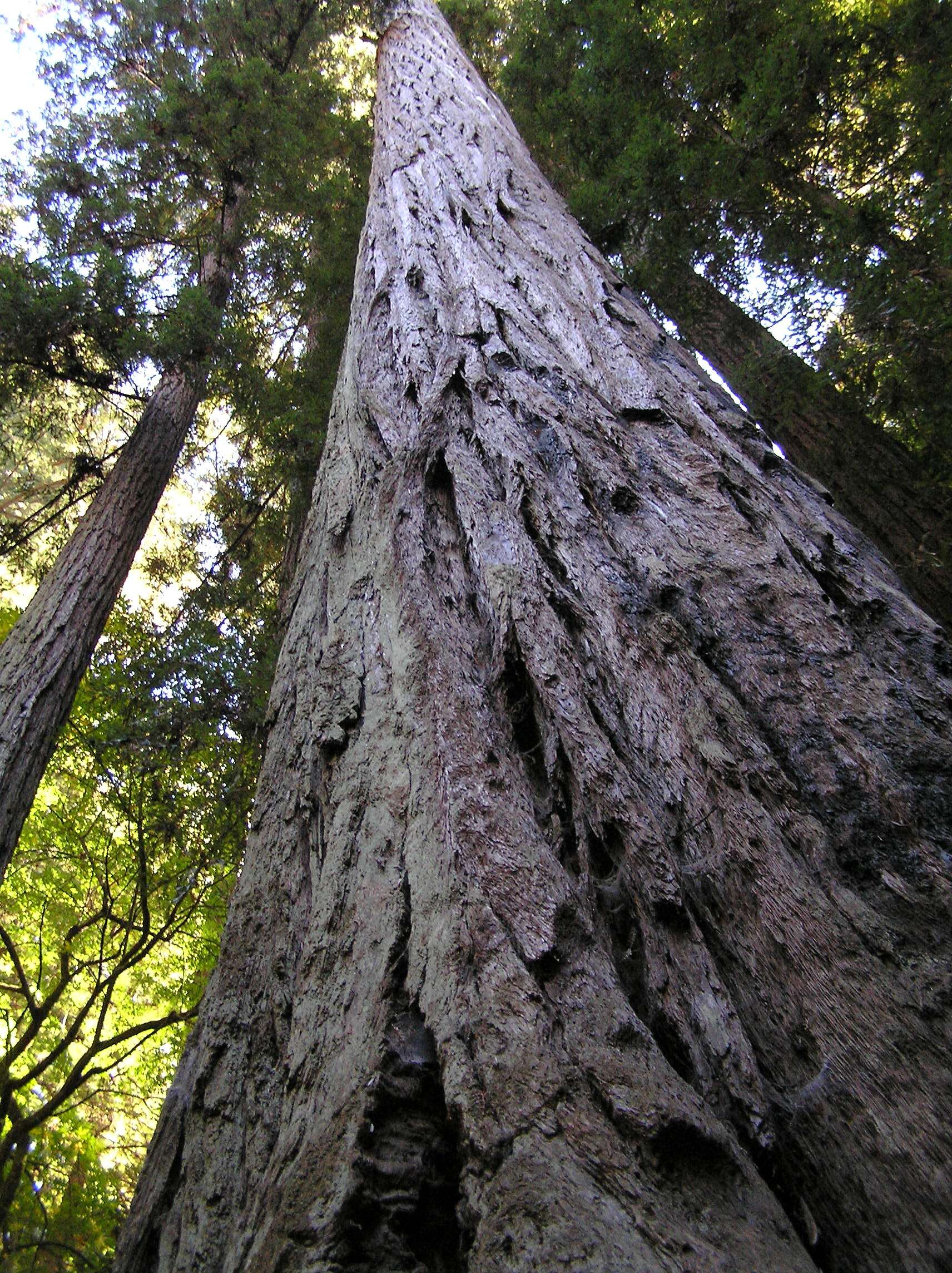 Image of redwood