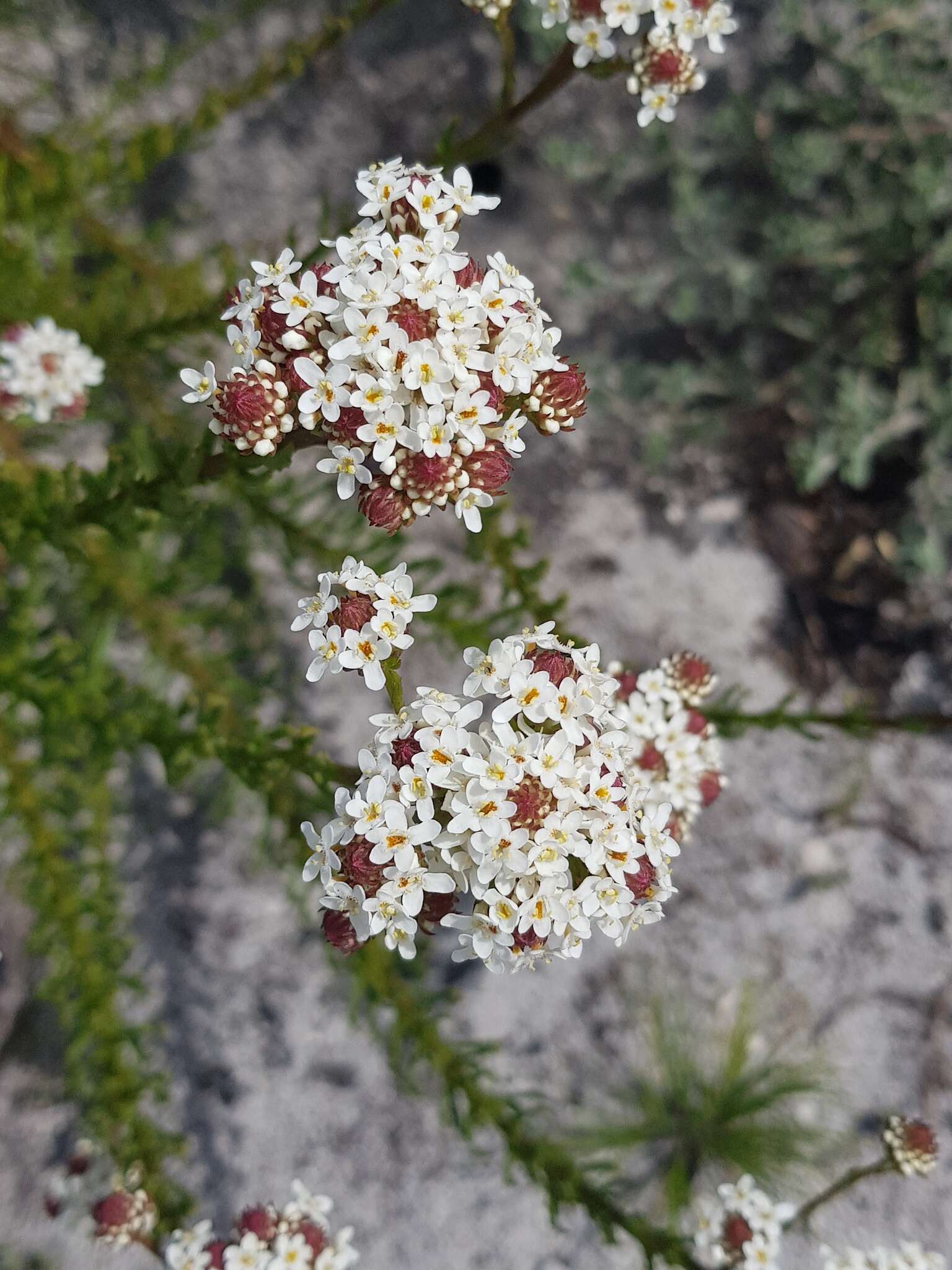 Image de Pseudoselago gracilis O. M. Hilliard