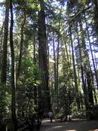 Image of redwood