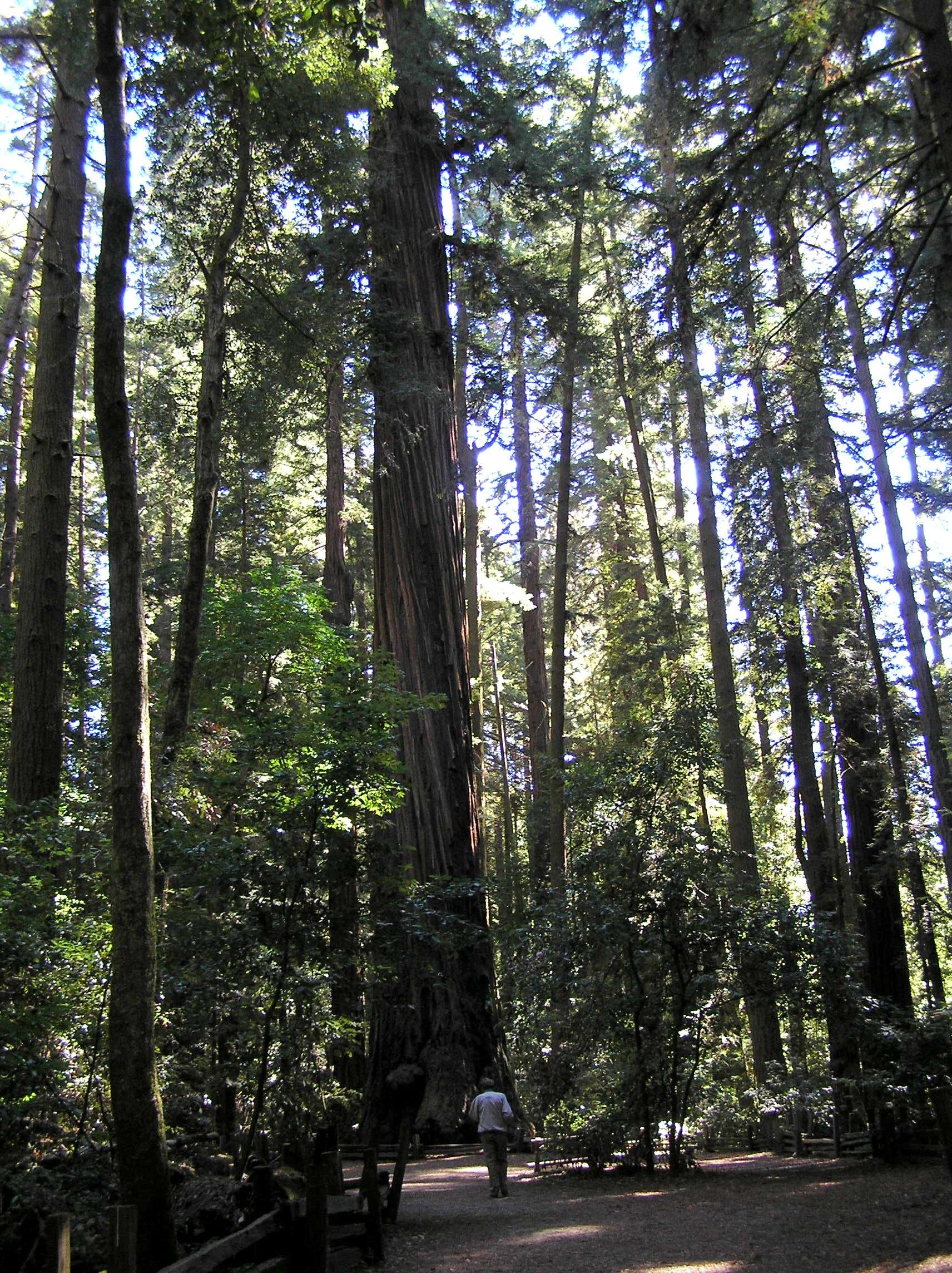 Image of redwood