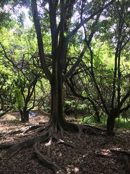 Image of Ficus americana subsp. andicola (Standl.) C. C. Berg