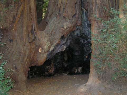 Image of redwood