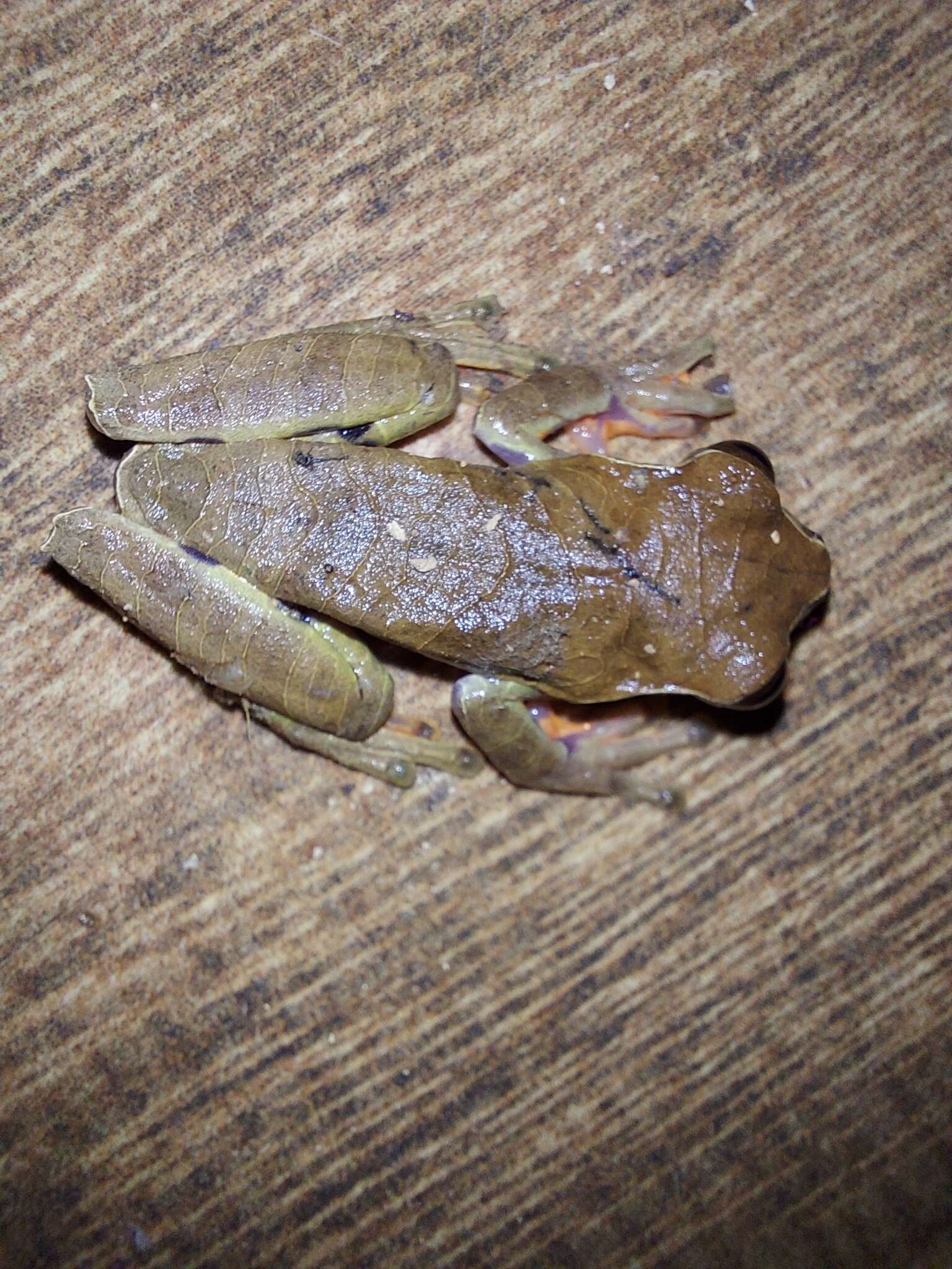 Image of Dendropsophus anceps (Lutz 1929)