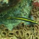 Image of Barber goby