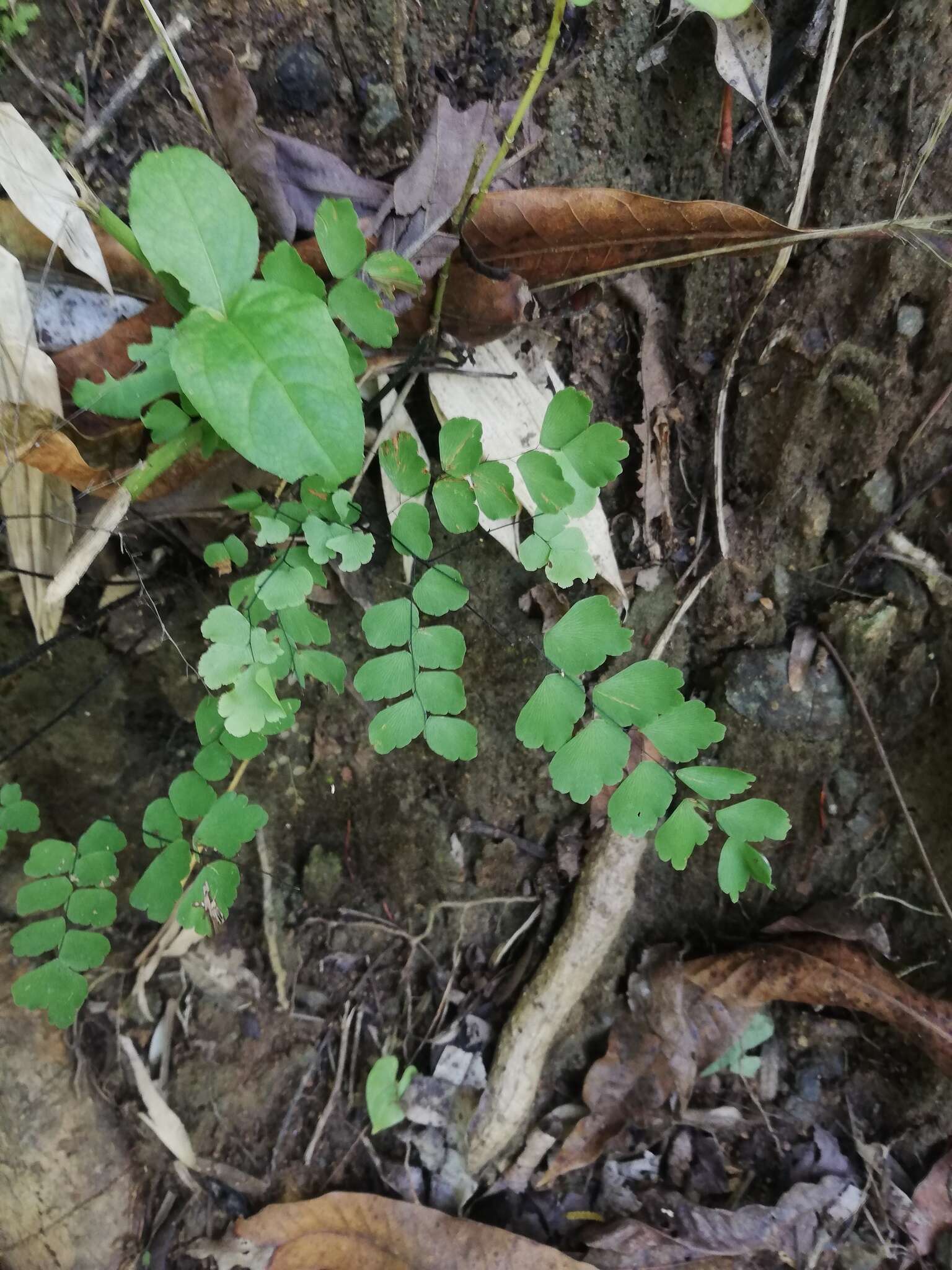 Imagem de Adiantum amplum C. Presl