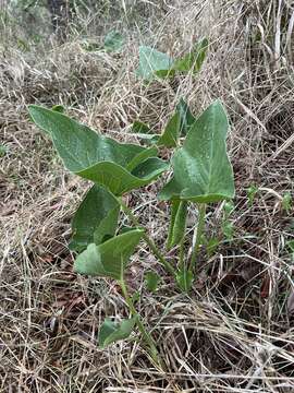 Sivun <i>Stylochaeton natalensis</i> kuva