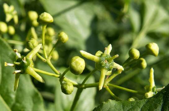 Image of Common spindle tree