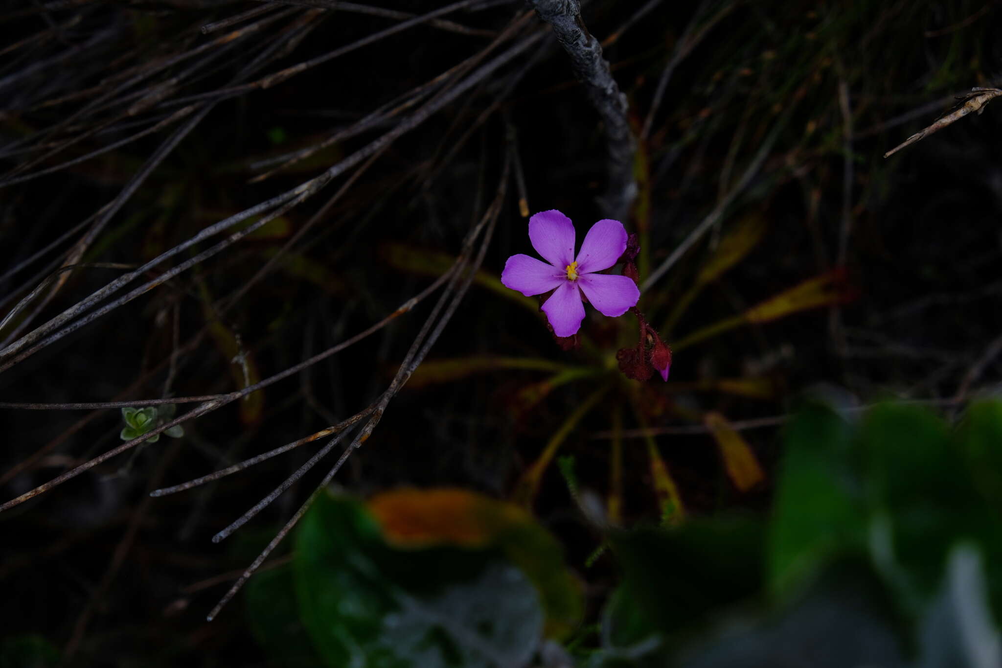 Drosera ramentacea Burch. ex DC.的圖片