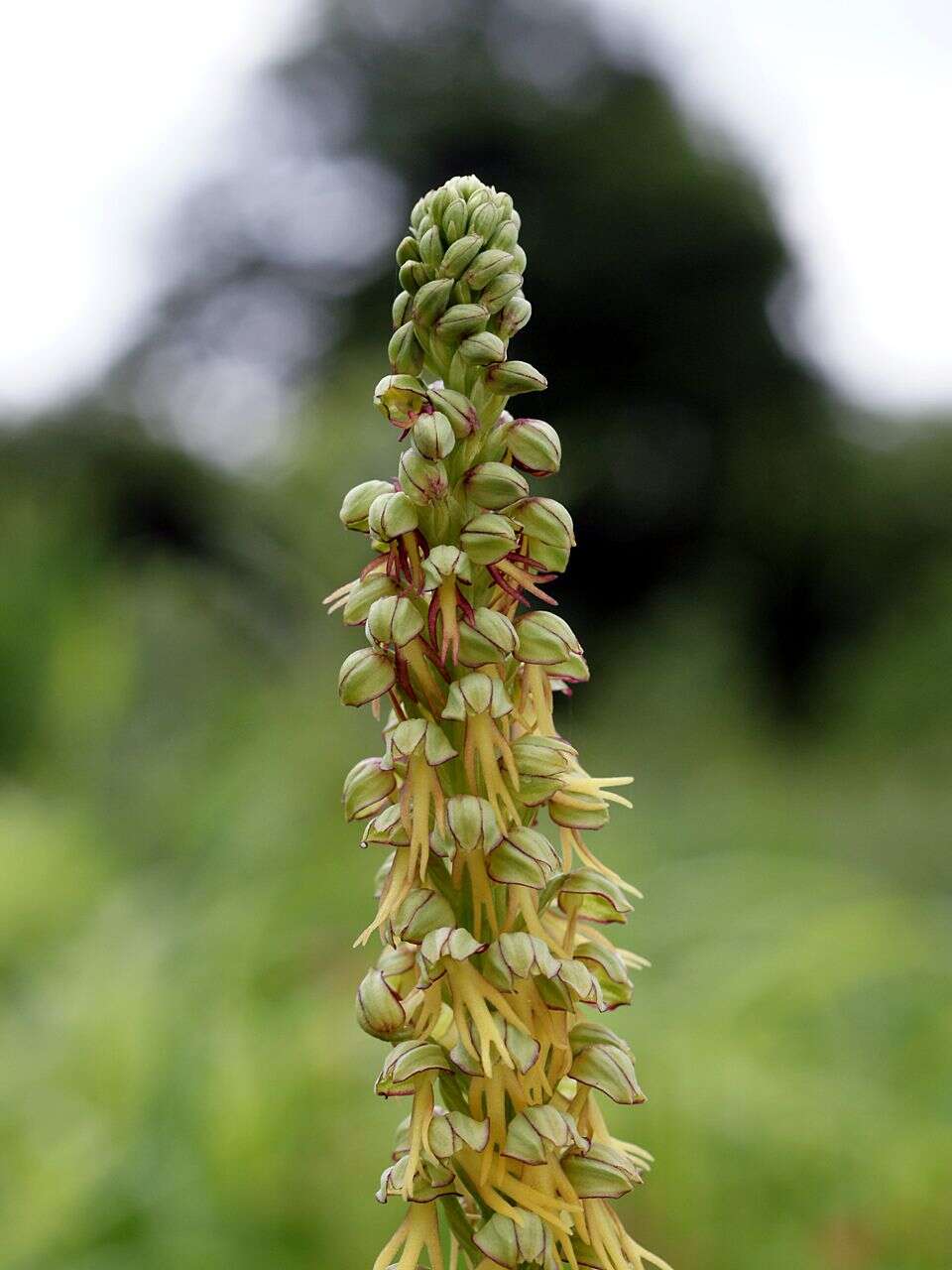 Image of Man orchid