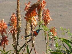 Image of candelabra aloe