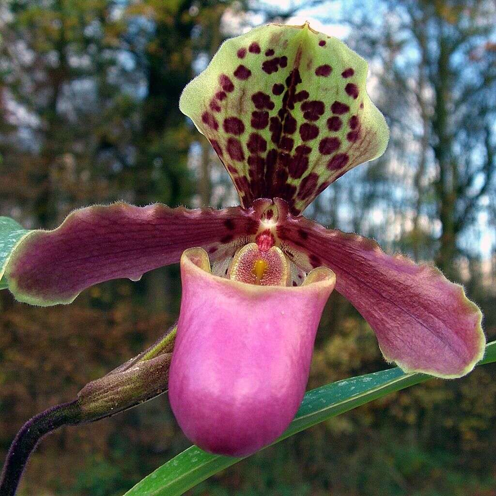 Слика од Paphiopedilum henryanum Braem