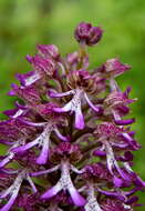 Image of Orchis angusticruris Franch.