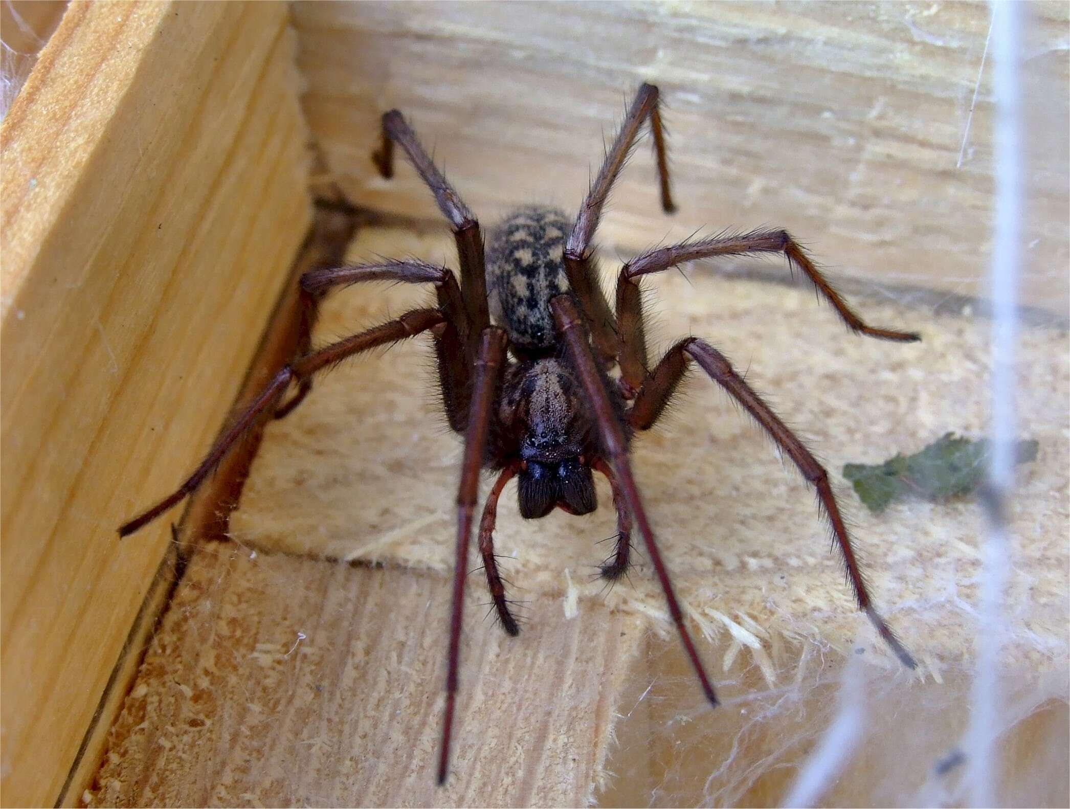 Image of Giant House Spider