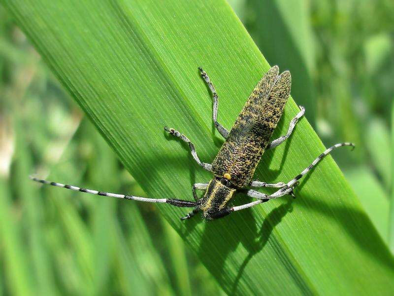 Image of Agapanthia (Epoptes) villosoviridescens (Degeer 1775)