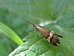 Imagem de Nemophora degeerella Linnaeus 1758