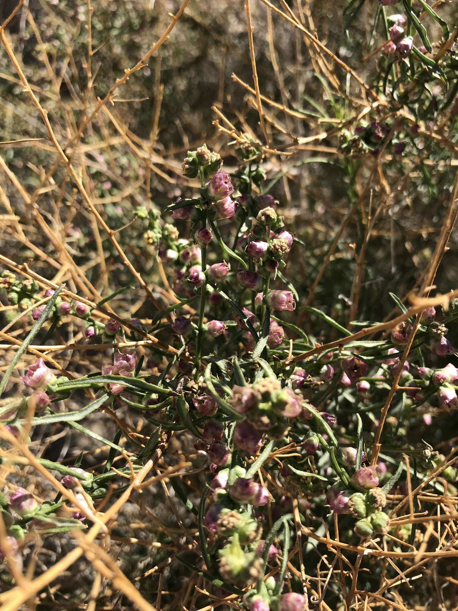 Image of Ambrosia salsola var. salsola