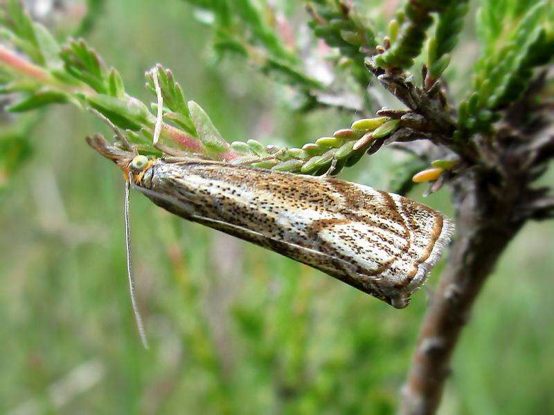 Image of Thisanotia