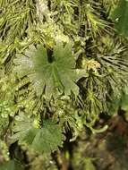 Image of tiny bristle fern