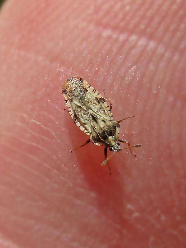 Image of spear thistle lacebug