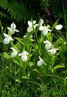 Image of Showy lady's slipper