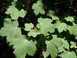 Image of Italian maple