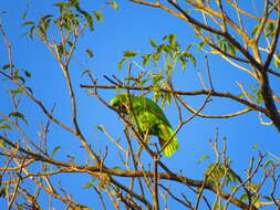 Image of Amazona auropalliata parvipes Monroe, Howell & TR 1966