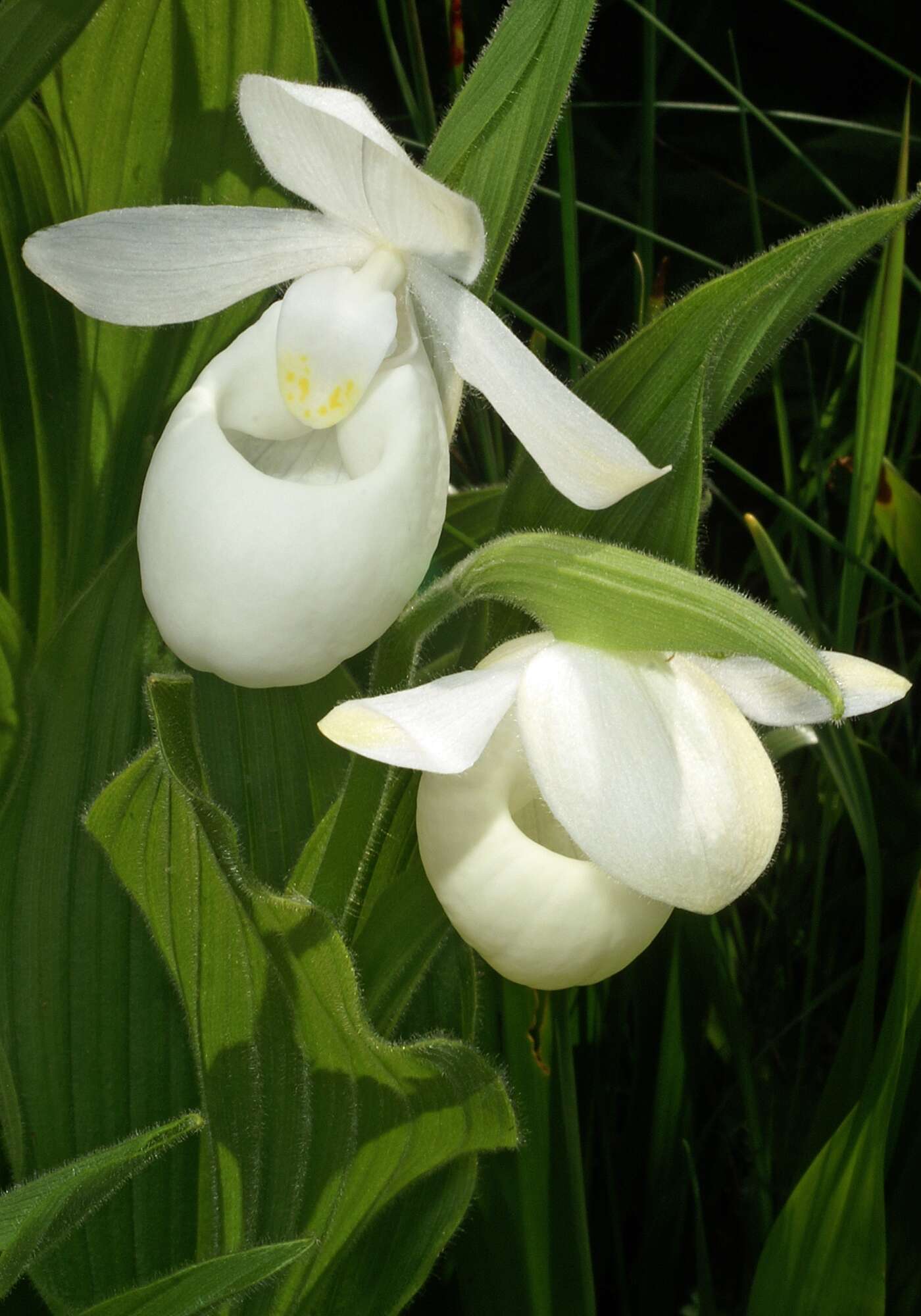 Image of Showy lady's slipper