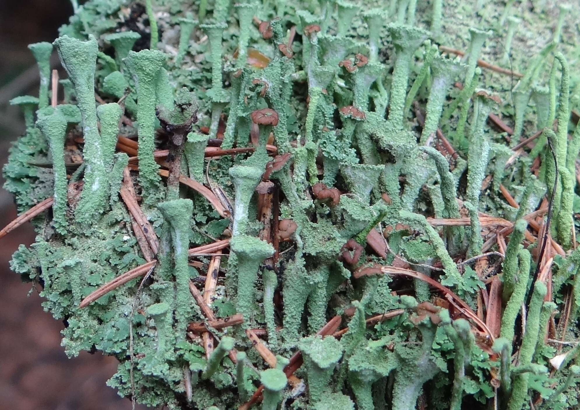 Image of cup lichen