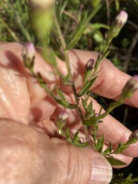 Слика од Symphyotrichum fontinale (Alexander) G. L. Nesom