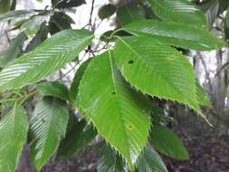 Imagem de Quercus lamellosa Sm.